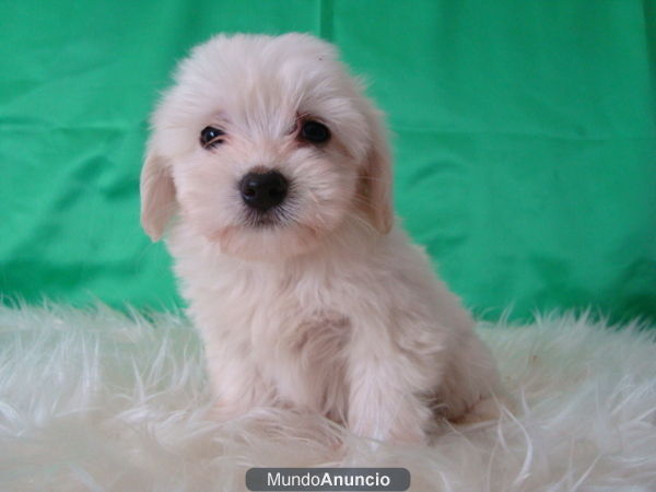 Bichon Maltes bonitos y juguetones