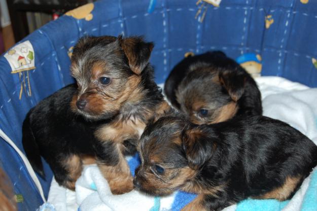 cachorritos de yorkshire talla pequeña