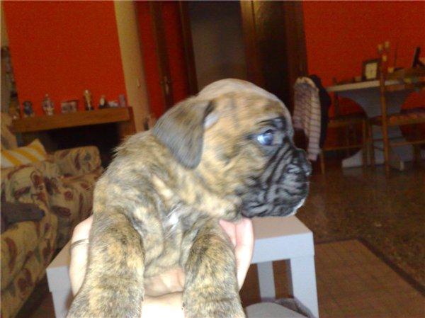 CACHORROS BOXER ATIGRADOS HEMBRA