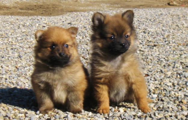 CACHORROS POMERANIA 400€