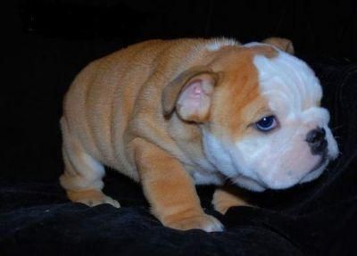 Calidad Bulldog Inglés cachorros disponibles