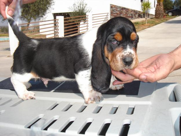 Excelente camada basset hound nietos campeon de España y Potugal