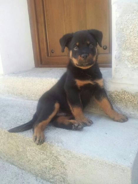 Ocasion: camada de Rottweiler linea alemana para exposicion, pedigree impresionantes