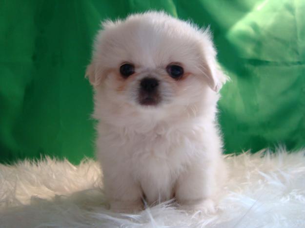 PEKINES , CACHORRITOS DE COLOR BLANCO MARFIL DE BUENA CALIDAD