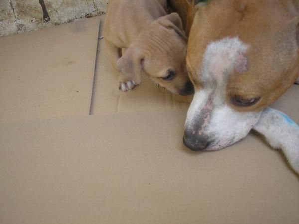 vendo cachorra vacunada de american pitbull terier 300 euros