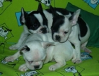 Vendo camada de Bulldogfrances, muy buen precio - Murcia - mejor precio | unprecio.es