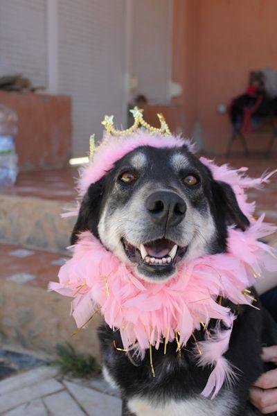 LOBA, perrita de tamaño mediano en adopción