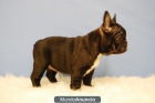 BULLDOG FRANCES NEGROS & fawn ¡¡ - mejor precio | unprecio.es