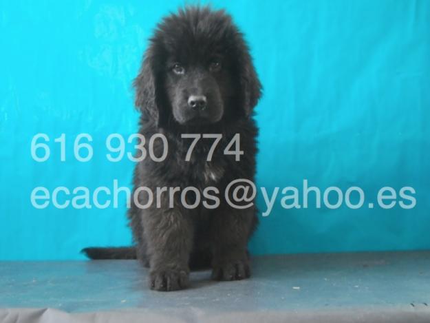 Cachorra Terranova de primera calidad. Pedigree y garantía sanitaria