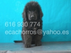 Cachorra Terranova de primera calidad. Pedigree y garantía sanitaria - mejor precio | unprecio.es