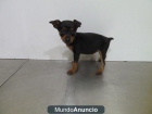 CACHORROS DE MINI PINSHER - mejor precio | unprecio.es