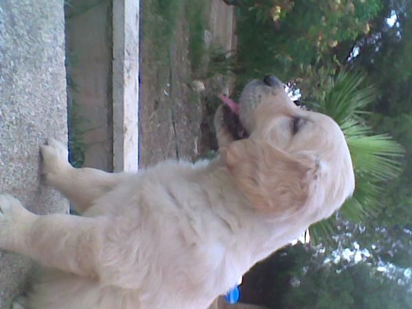 Cachorros golden retriver con L.O.E