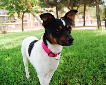 chico, cachorrito pequeño cruce de bodeguero en adopción