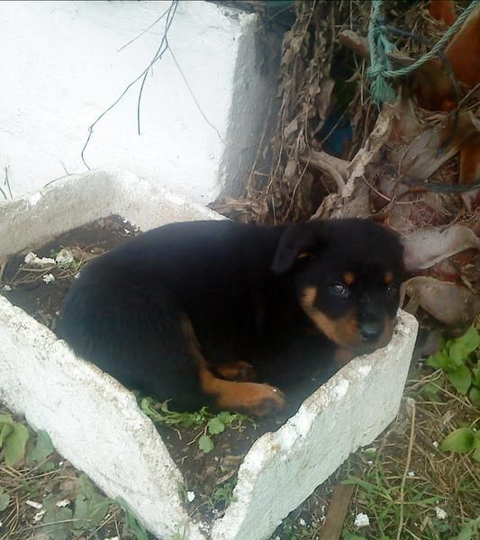 ULTIMA OFERTA 1 HEMBRA DE ROTTWEILER PRECIO ECONOMICO