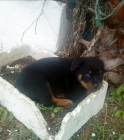 ULTIMA OFERTA 1 HEMBRA DE ROTTWEILER PRECIO ECONOMICO - mejor precio | unprecio.es