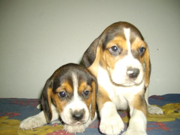 VENDO PRECIOSAS CACHORRAS BEAGLE TRICOLOR CON PEDIGREE. A 200 .