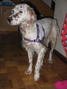 -----------------------  SETTER   EN ADOPCIÓN -----------------------------------