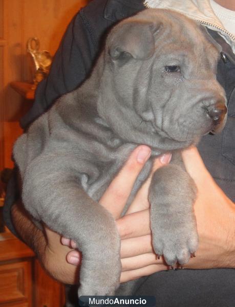 ****** Shar pei hembra AZUL*******