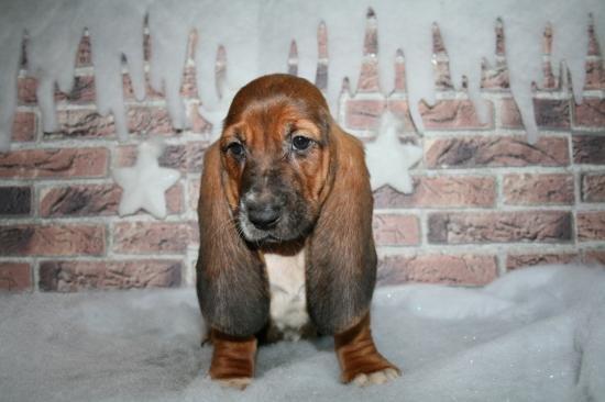 Basset hound Snrie con ellos en Navidad