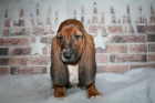 Basset hound Snrie con ellos en Navidad - mejor precio | unprecio.es