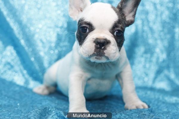 BULLDOG FRANCES, perros, cachorros, criadero, venta.  GARANTIA AQUANATURA