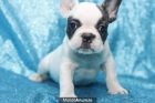 BULLDOG FRANCES, perros, cachorros, criadero, venta. GARANTIA AQUANATURA - mejor precio | unprecio.es