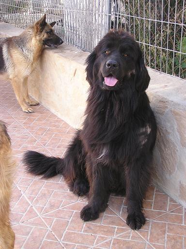 cachorros terranova