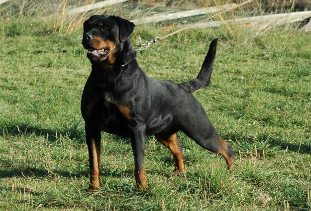 ROTTWEILERS D'EN CUSPY   desde 1982