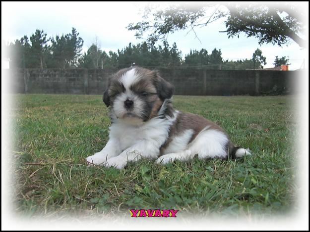 shih tzu campeones en el pedigree