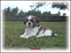 shih tzu campeones en el pedigree - mejor precio | unprecio.es