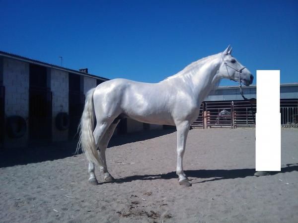 VENDO CABALLO PURA RAZA ESPÑOLA