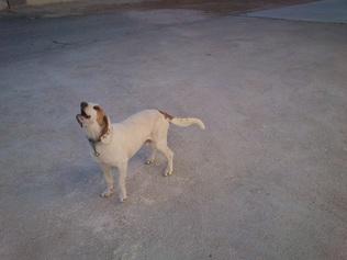 Adopta a Ramon