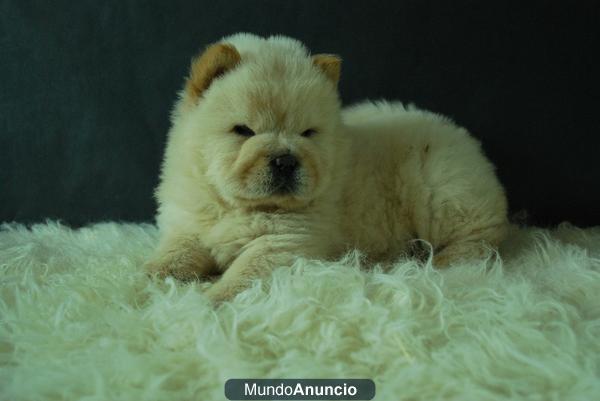 Cachorros de Chow Chow para comprar en Madrid, excelente camada