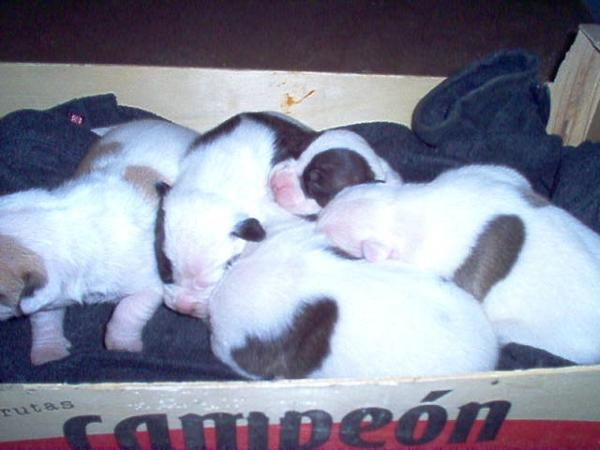 camada de americam pit bull