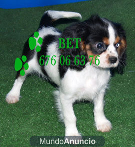 En venta Preciosos Cavalier