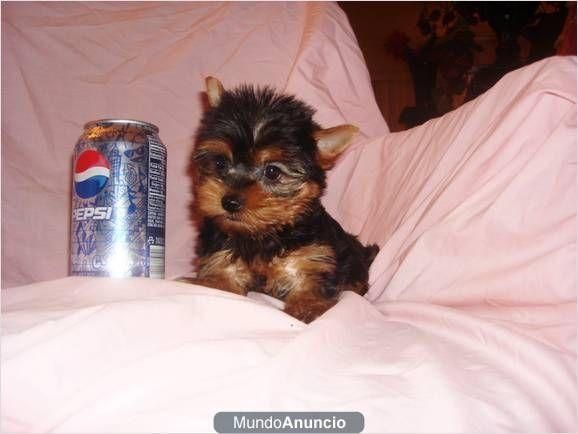 EXCELENTE CAMADA DE YORKSHIRE TERRIER TOY A 400E