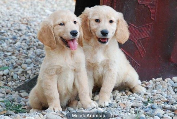 Golden, el cachorro que buscabas