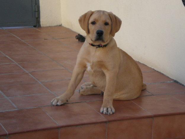 Regalo cachorro Labrdor Retriever