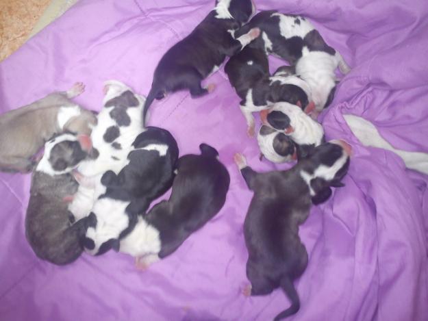 se vende  cachorros de american estanford cruzado con pitbull 50 euros