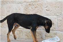 AXEL, peque en apuros, muy dolorido, cojo, desnutrido