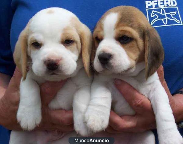 beagle tricolor 120€