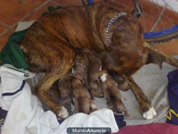 camada de boxer