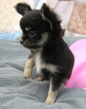 Perrito de Chihuahua (  135)