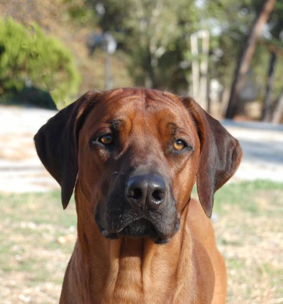 rhodesian ridgeback