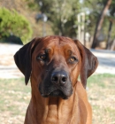 rhodesian ridgeback - mejor precio | unprecio.es