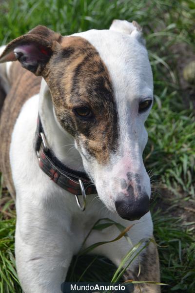 galgos en coruña