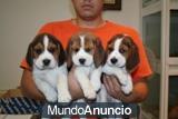 Beagle nacidos en Madrid, 290 euros, con pedigree.
