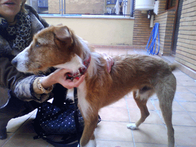 boby, cariñoso y jugueton