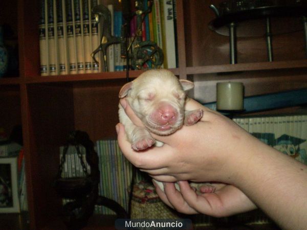 Cachorros de Labrador Retriever