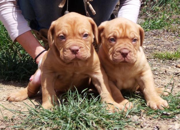 Cachorros Dogo de Burdeos 400€